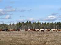 cows in line 0068